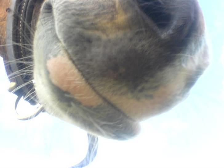 New Forest Odessa ( solgt) - dessas mule :D <3 billede 11