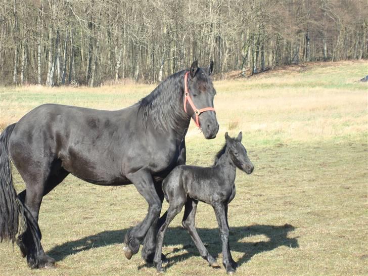 Frieser Antsje van de Martini - uha hvad vej skal vi??? billede 5