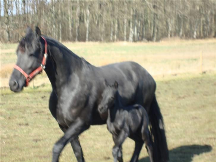 Frieser Antsje van de Martini - det er jo dejligt herude..... billede 6