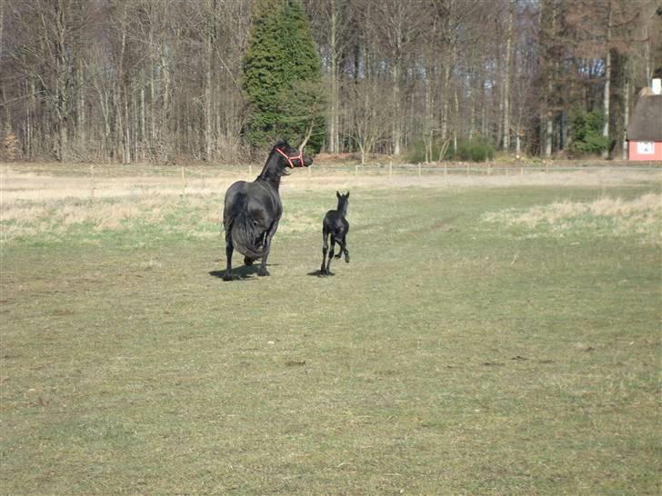 Frieser Antsje van de Martini - Tror min moar er meget stolt af at vise mig frem..... billede 9
