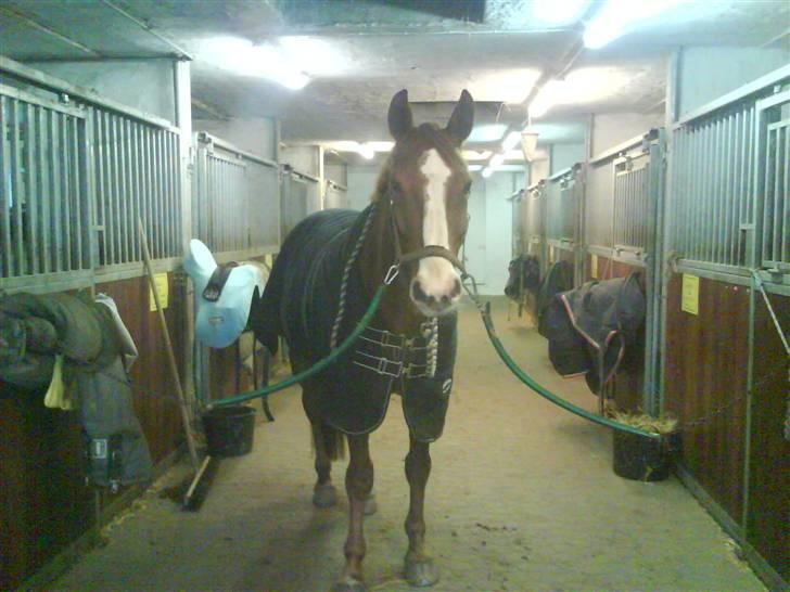 Dansk Varmblod Felix højgård (solgt) billede 5