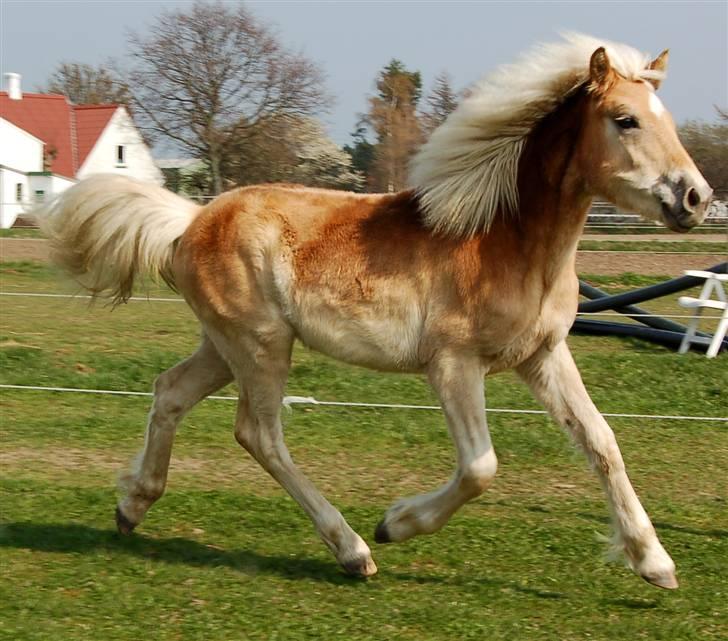 Tyroler Haflinger Golden Hour Stald Friis billede 8