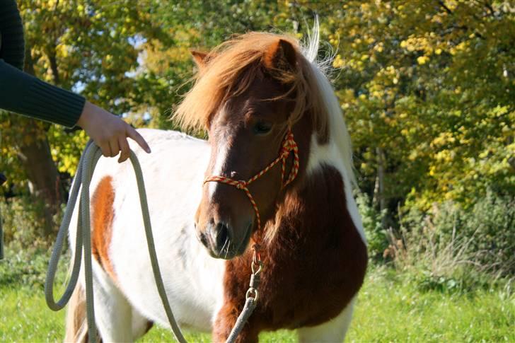 Pinto BRYTINGS BALOO - Smukke Pony <3 Foto: Lykke <3 billede 12