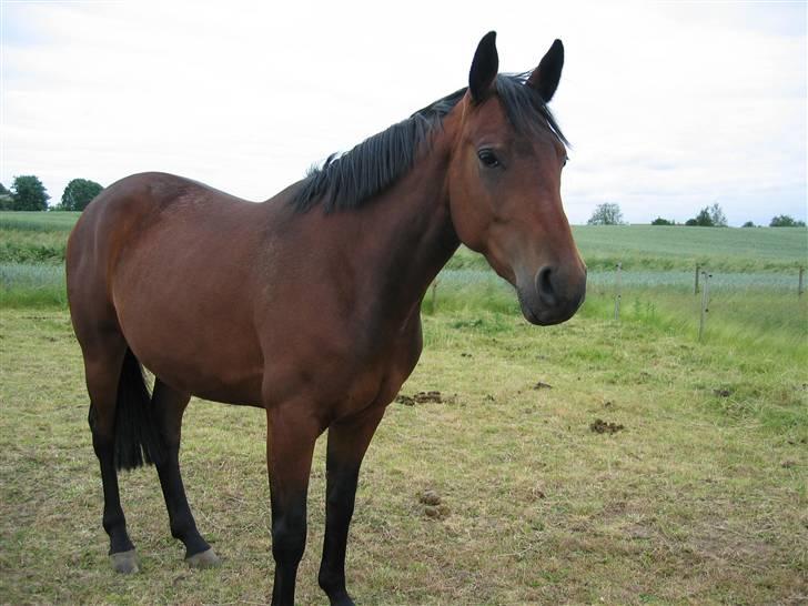 Pinto Hoelgaards Wild Lakuma - En sommer dag på marken 2005 billede 5