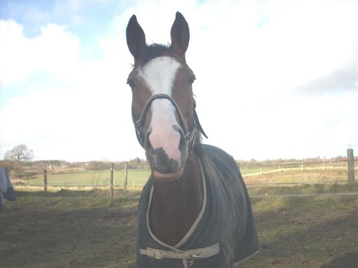 Westfaler Lilliefee R.I.P - Hvad er det du har der?? billede 7