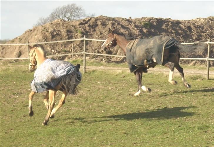 Westfaler Lilliefee R.I.P - Så giver vi den gas Fryns billede 8