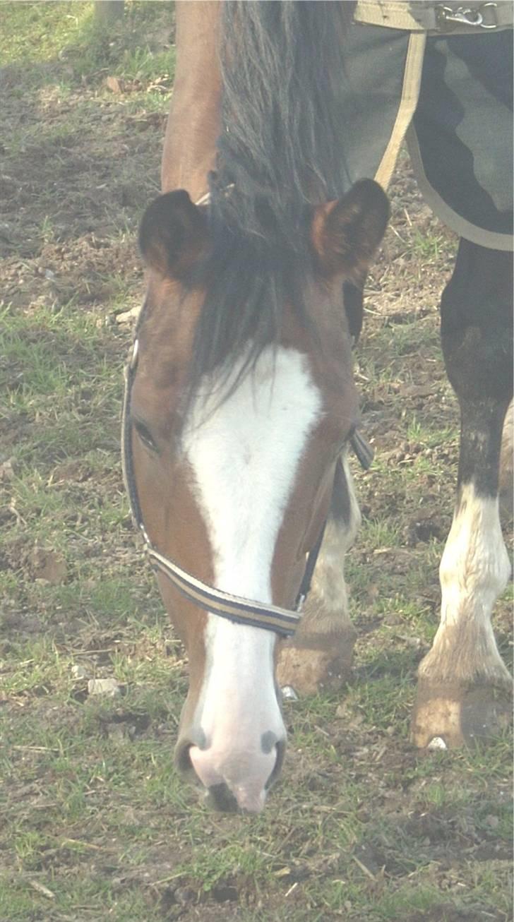 Westfaler Lilliefee R.I.P - Min dejlige Lille Fis billede 9