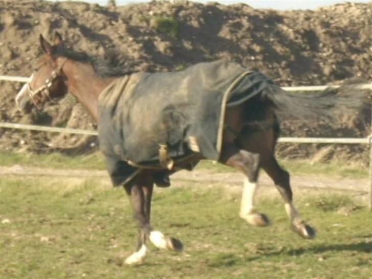 Westfaler Lilliefee R.I.P - Jubiiii billede 10