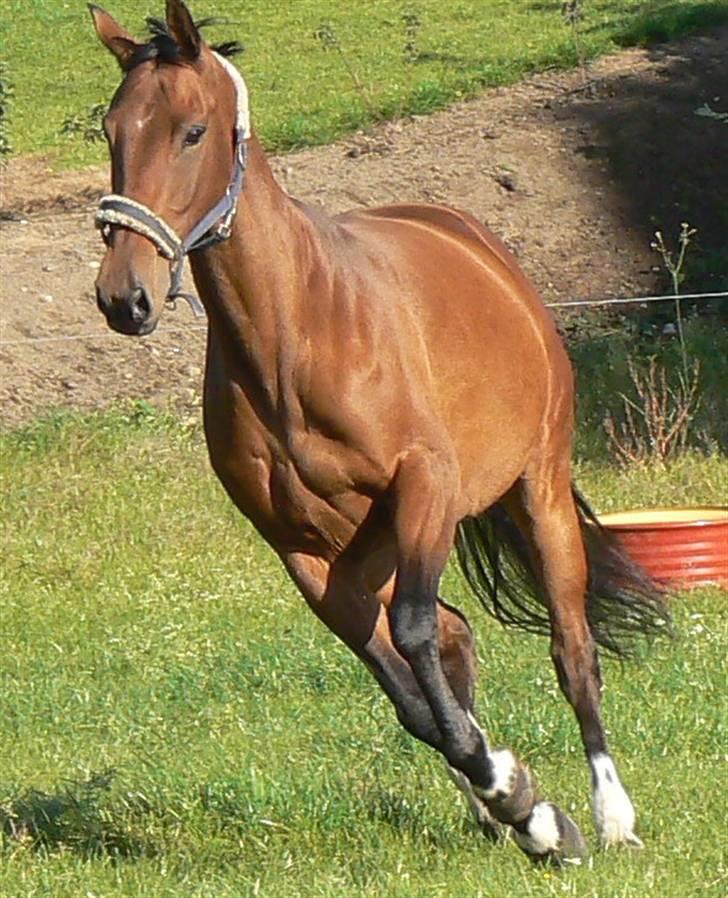 Anden særlig race Pilegaardens Amanda MINDE billede 13