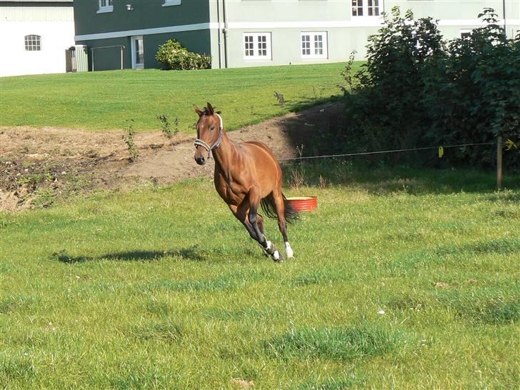 Anden særlig race Pilegaardens Amanda MINDE billede 15