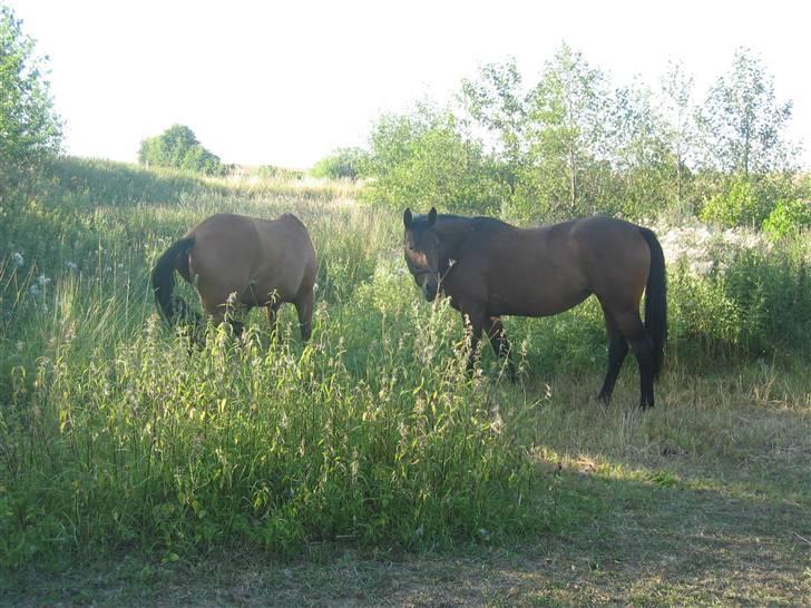 Pinto Hoelgaards Wild Lakuma - Kumse og hendes halvsøster Hoelgaard´s Heart Breaker som vi solgte i januar måned billede 6