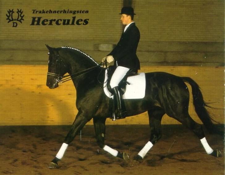 Trakehner Steinberg E  - Lasse-mandens far :b billede 7