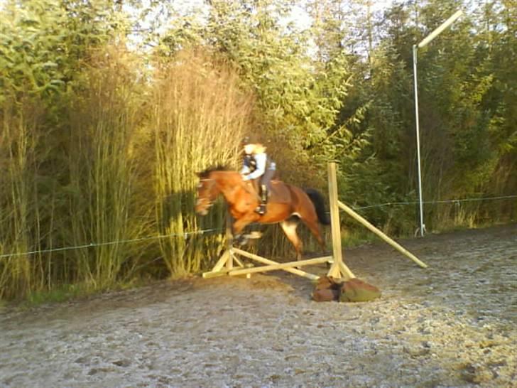 Traver Hera Waltz (SOLGT) - spring med charlotte billede 2