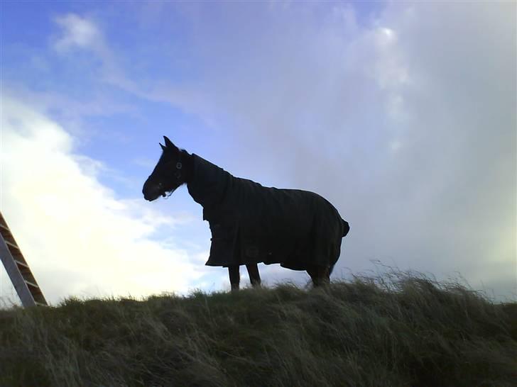 Traver Hera Waltz (SOLGT) - på den høje bakke på krywilygård billede 3