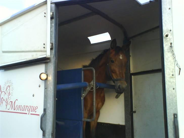 Traver Hera Waltz (SOLGT) - den dag vi hentede hera 20.01.2008 billede 4