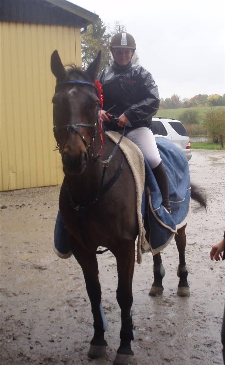 Dansk Varmblod Leroux   RIP  - 18 oktober 08 , vandt LC billede 5