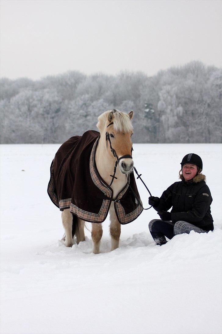 Fjordhest Pepsi Pony | Savnet - Hygge i sneen.. Uhh, det var koldt på næsen..:´D <3  Fotograf: Katrine billede 7