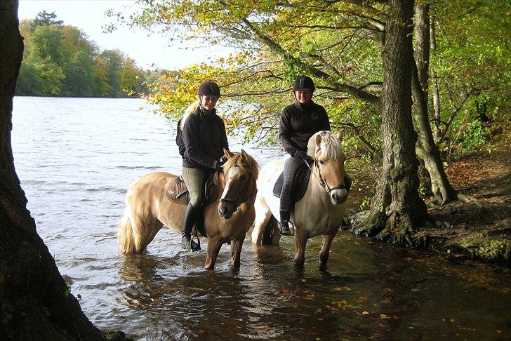 Fjordhest Pepsi Pony | Savnet - Ude og soppe med Line og Snuggi.. Super hygge..:D   Fotograf: Gammel mand..xD billede 9