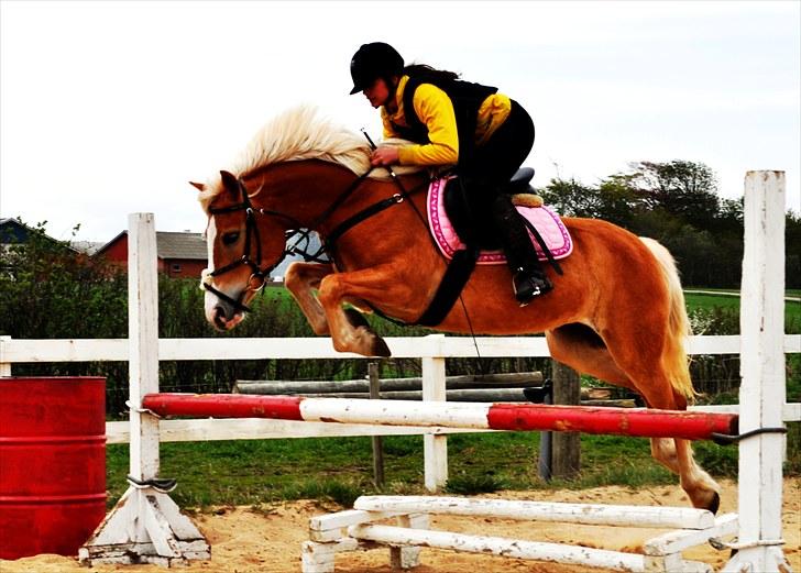 Haflinger               Alena - ?:D billede 12