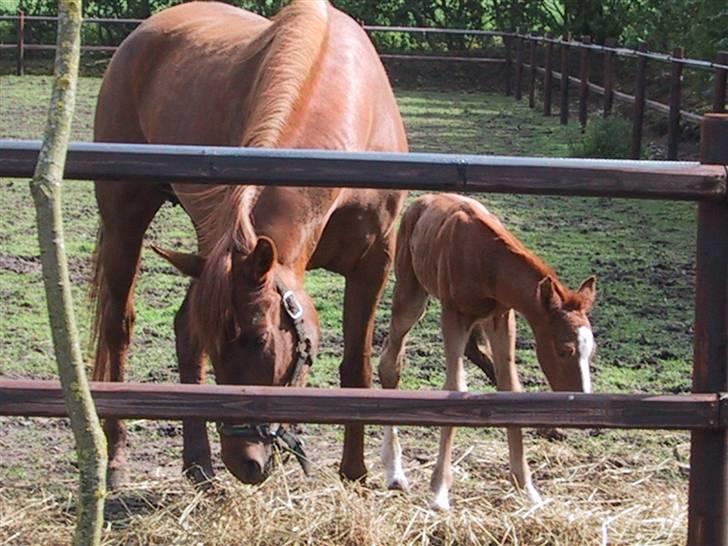 Arabisk fuldblod (OX) Apdaja Asil - Apdaja og poseidon billede 8