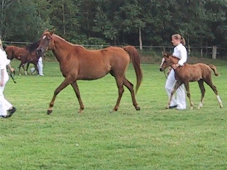 Arabisk fuldblod (OX) Apdaja Asil - Apadaja  og Poseidon(føl) til show billede 9