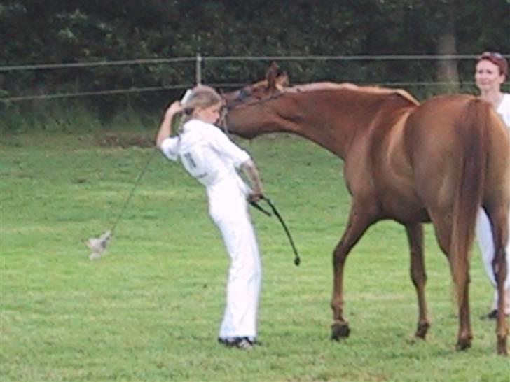 Arabisk fuldblod (OX) Apdaja Asil - Min søster og Apdaja til "Junior handler show" - Det er ikke kun Apdaja der strækker sig:-P billede 10