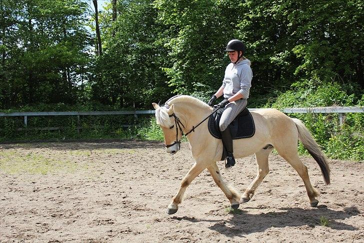 Fjordhest Pepsi Pony | Savnet - Hyggeridning.. <3<3   Fotograf: Melissa billede 12