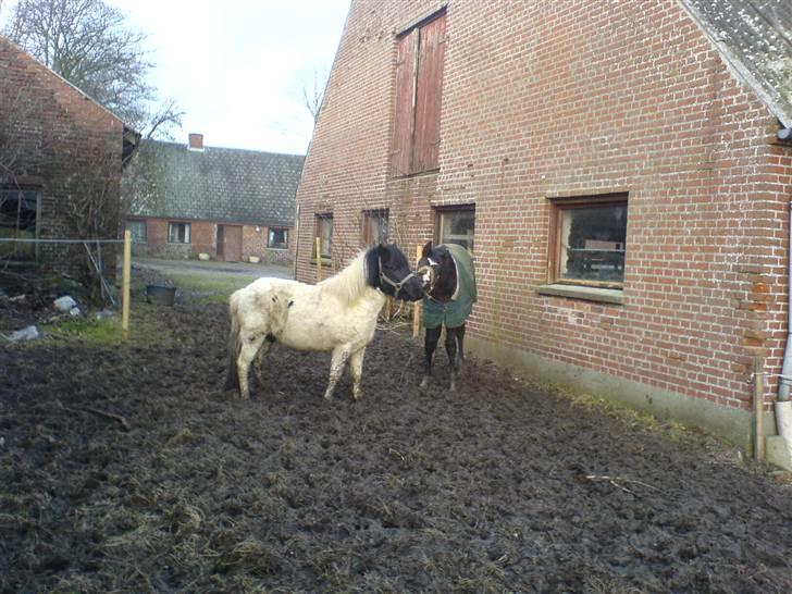 Pinto lucky R.I.P billede 9