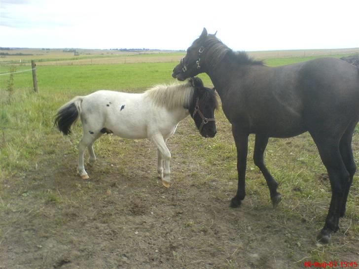 Pinto lucky R.I.P billede 10