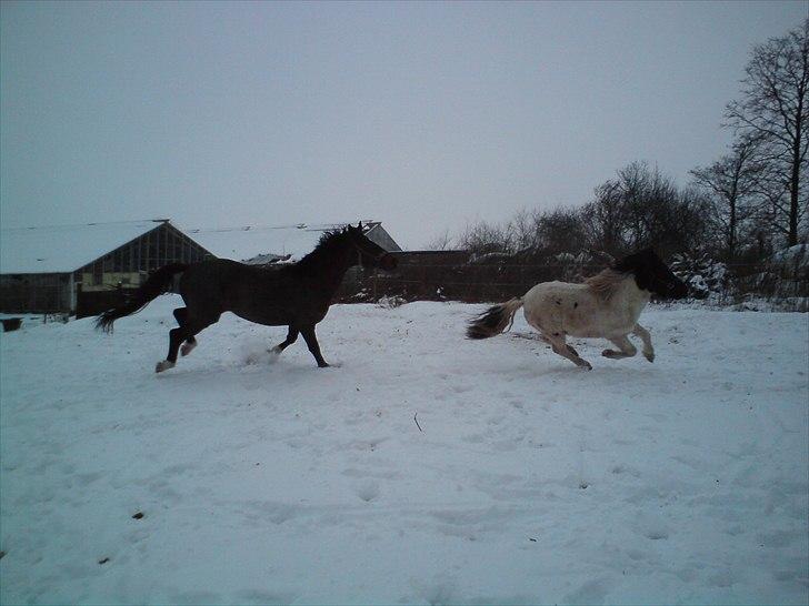 Pinto lucky R.I.P billede 11