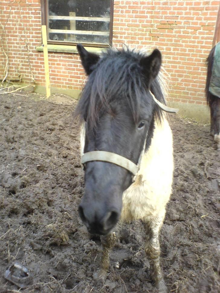 Pinto lucky R.I.P billede 12