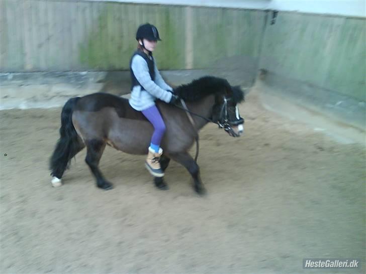 Anden særlig race Spitco - Første gang efter Spitco var syg han var meget forsiktig billede 8