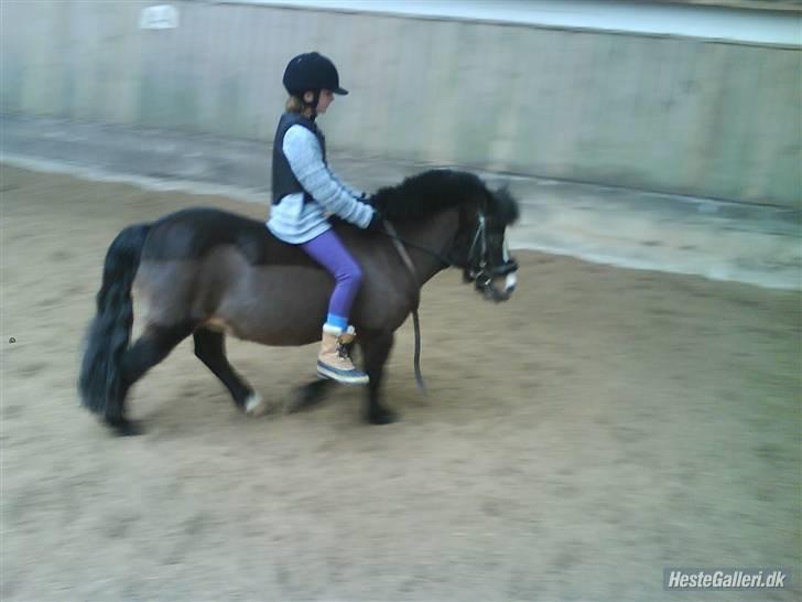 Anden særlig race Spitco - Bare så Nuttet:) :) :) :) :) :) :)  billede 9