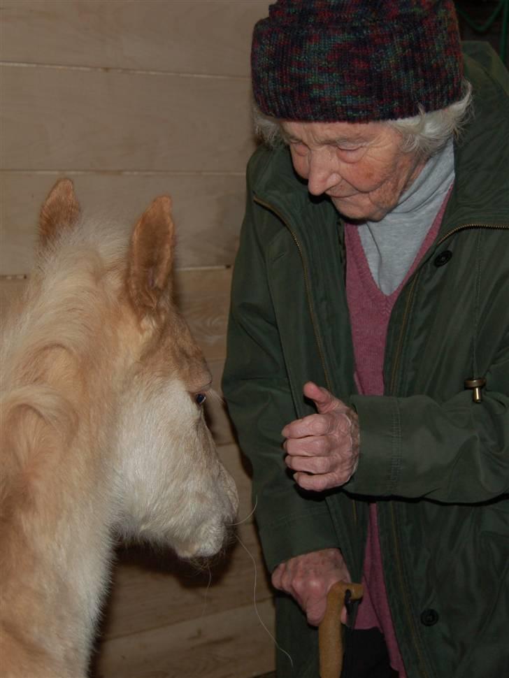 Tyroler Haflinger Golden Hour Stald Friis - Født. D.6.3.2008 - Min farmor på 85 og Golden Hour 1 dag gammel .. :-) billede 12