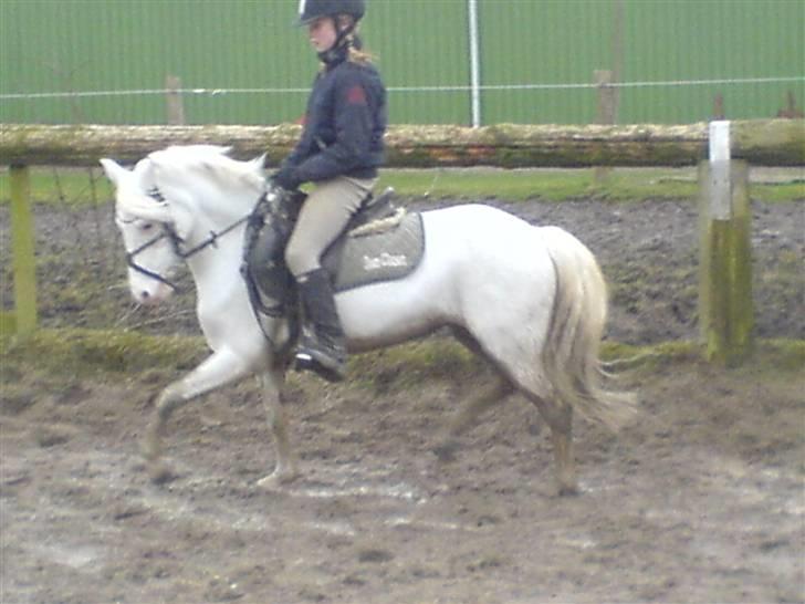 Welsh Pony (sec B) Korreborg's Oline ¤SOLGT¤ billede 14