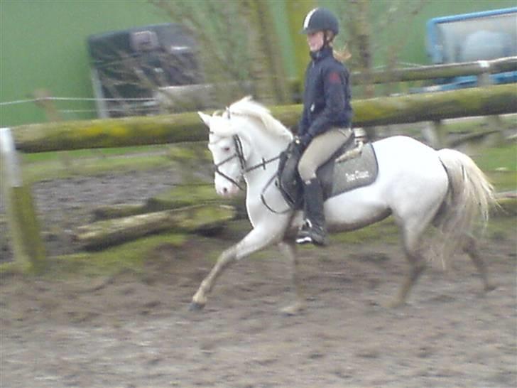 Welsh Pony (sec B) Korreborg's Oline ¤SOLGT¤ billede 15