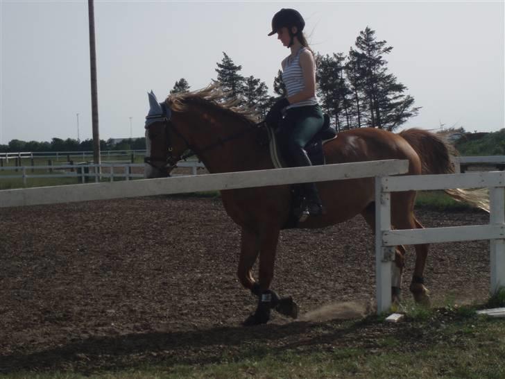 Welsh Cob (sec D) | Bjirmens Nynke | - Nynke min englebær <3 billede 15