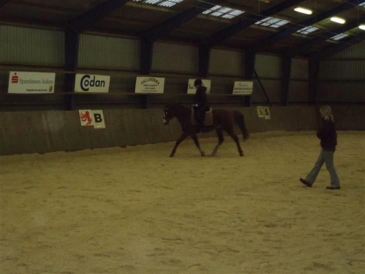 Welsh Cob (sec D) | Bjirmens Nynke | - Nynke min englebær <3 billede 16