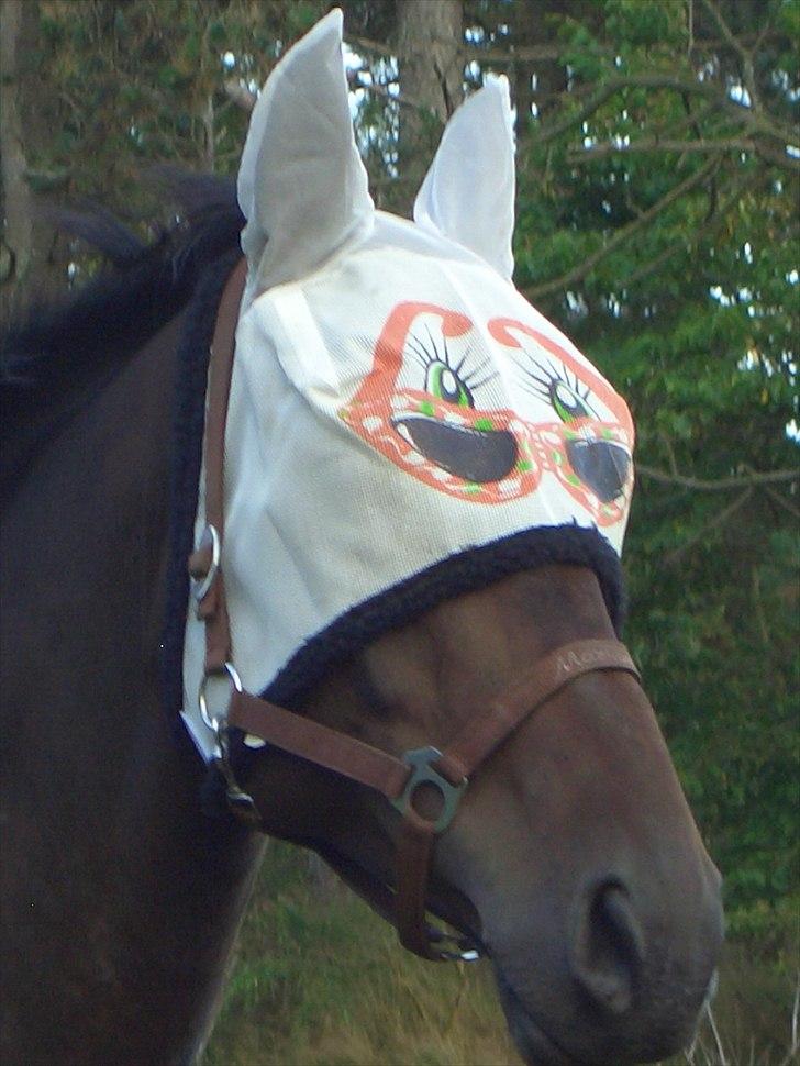 Dansk Varmblod Markos Årup - Markos Årup på fold med sin super lækkere fluemaske - sommer 2010 billede 16