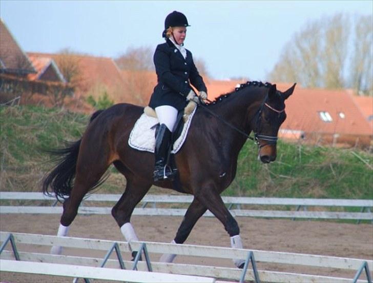 Dansk Varmblod Markos Årup - Til stævne i Nibe april 2010 billede 19