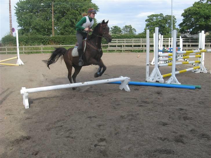 DSP Norvangs Oliver *SOLGT* - lidt dressur billede 2