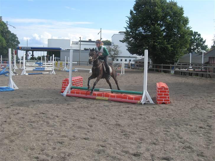 DSP Norvangs Oliver *SOLGT* - ikke så gode  taget på mobil billede 3