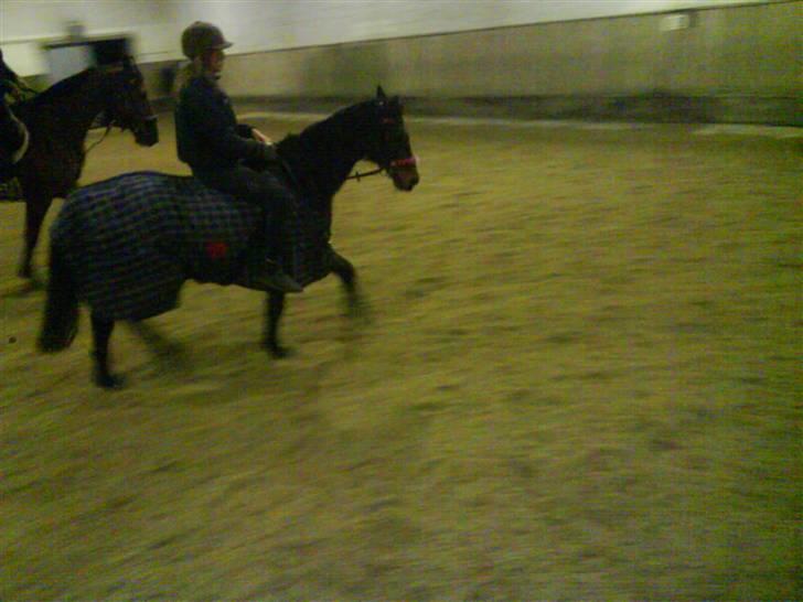 DSP Norvangs Oliver *SOLGT* - trav hehe billede 4