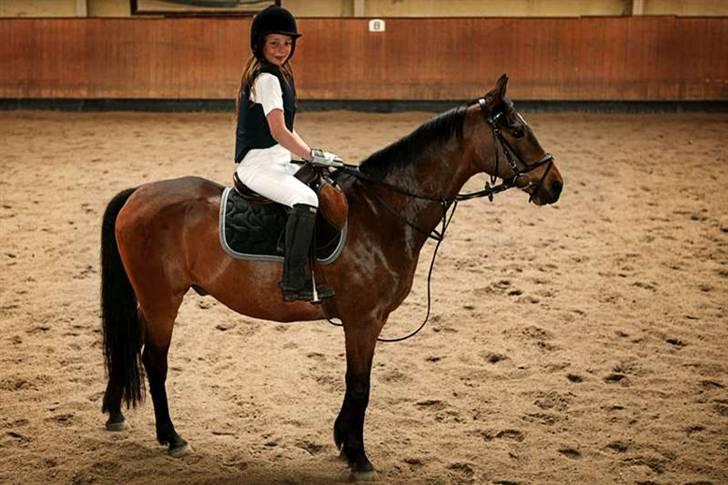 DSP Norvangs Oliver *SOLGT* - da jeg lige har fået hm næsten billede 10