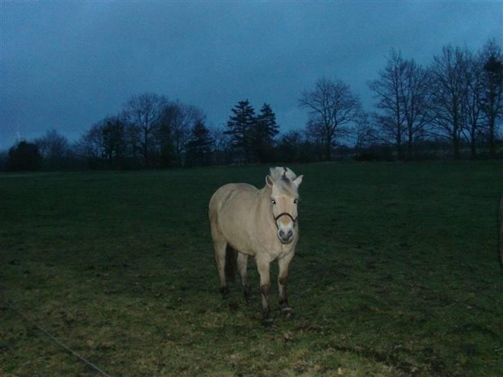 Fjordhest bell billede 19