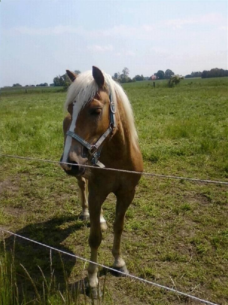Haflinger Gelstoft Star Shadow - lige tage i dag den 24/5 2009 han er bare så lækker ss elsker ham over aldt  billede 1