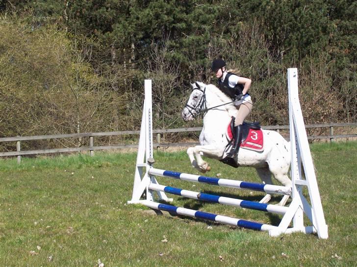 Knabstrupper Gaja solgt - Her springer vi lige en tørgrav springet var 90 cm billede 12