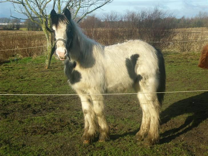 Irish Cob Molan - Søde Molan-krikke....jeg elsker dig...!! billede 1