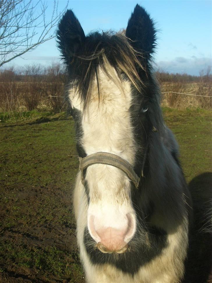 Irish Cob Molan - Bemærk overskægget. Molans mor har også overskæg... billede 2