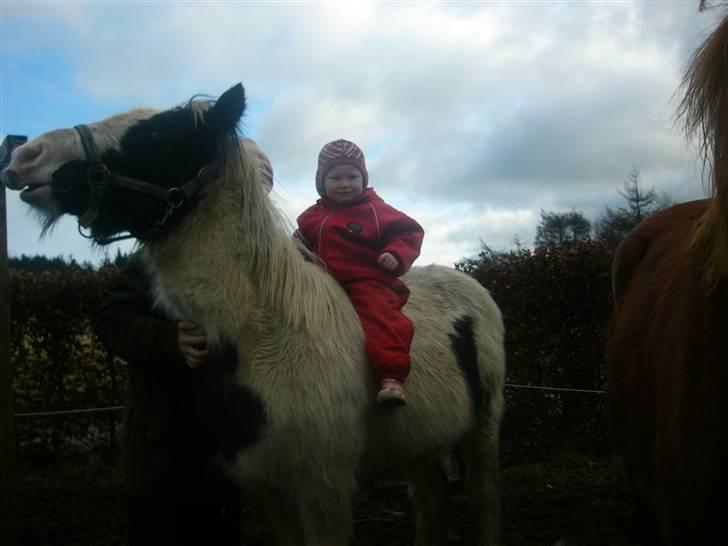 Irish Cob Molan - En god "gnubber" er aldrig af vejen - og tilridningen blir vist ikke noget problem. billede 3